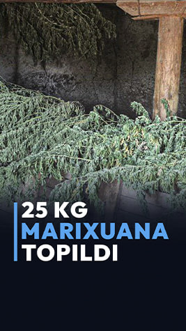 Og‘ilxonadan 25 kg marixuana topildi